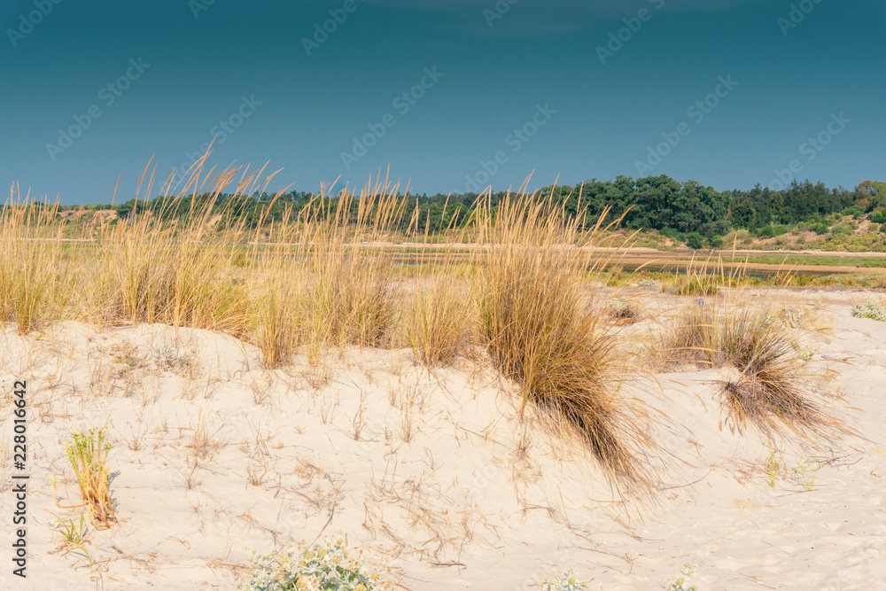 Dune Of Sand And Bushs