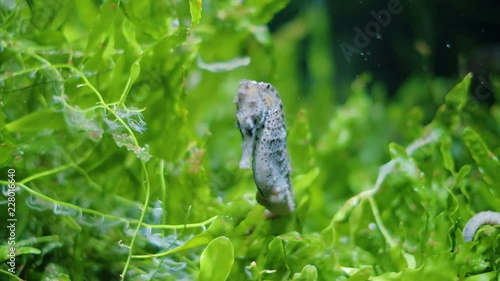 Beautiful seahorse swimming in water, hiding in seaweed ocen grass, relaxing and calm image, handheld close up shot