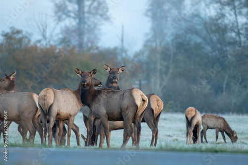 herd of Female Elk Near a Road © Chris