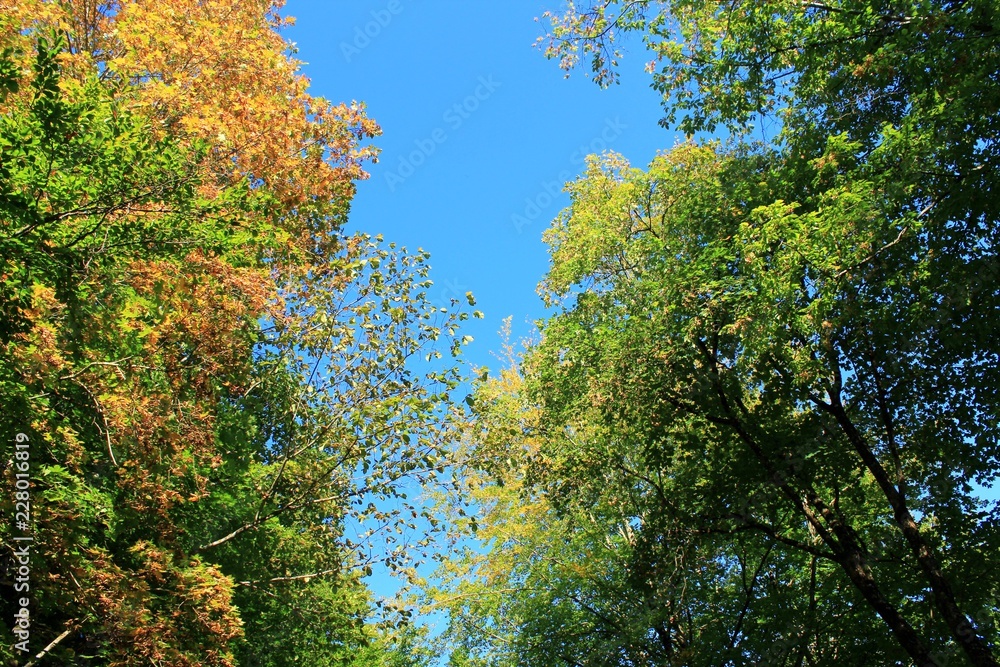 Bäume mit buntem Herbstlaub gegen blauen Himmel