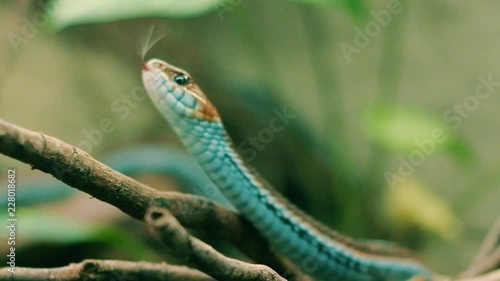 Aggressive but beautiful and colorful San Fransisco Garter Snake is moving towards the camera and showing snake tongue, danger is coming concept photo