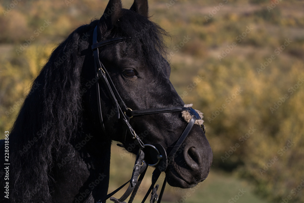 Fototapeta premium A beautiful connection between a equestrian and his black horse on a sunny autumn day.
