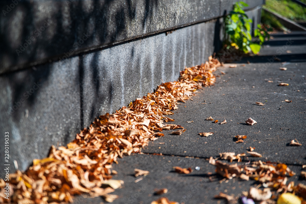 Obraz premium Laub an der Wand