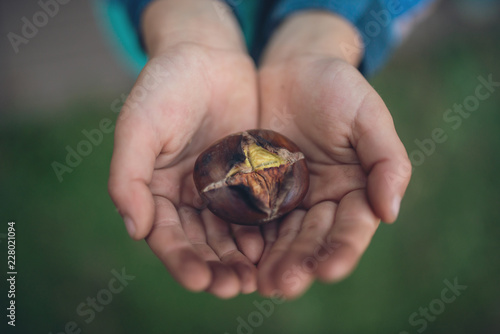 Child holding roasted chestnut