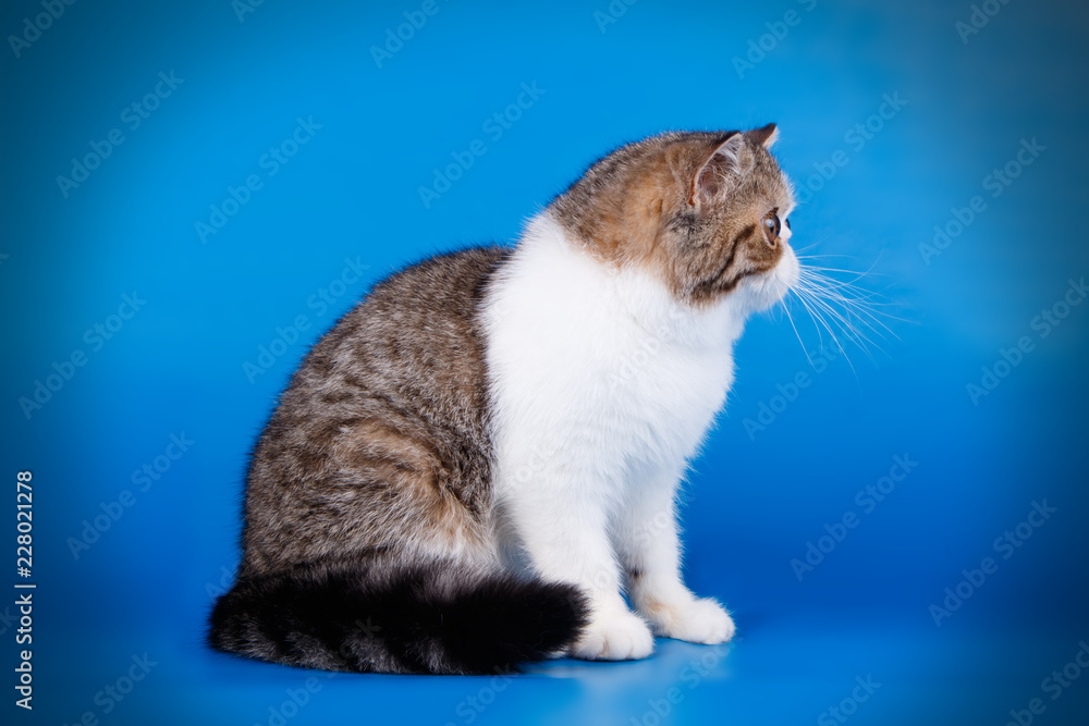 Exotic cat on colored backgrounds