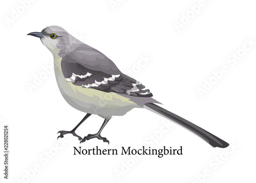 Northern mockingbird realistic exotic with grey beak photo