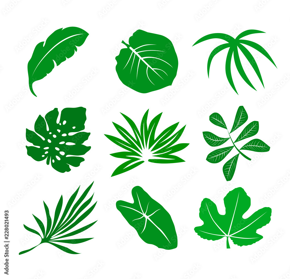 Tropical Leaves Collection . Isolated Vector Elements