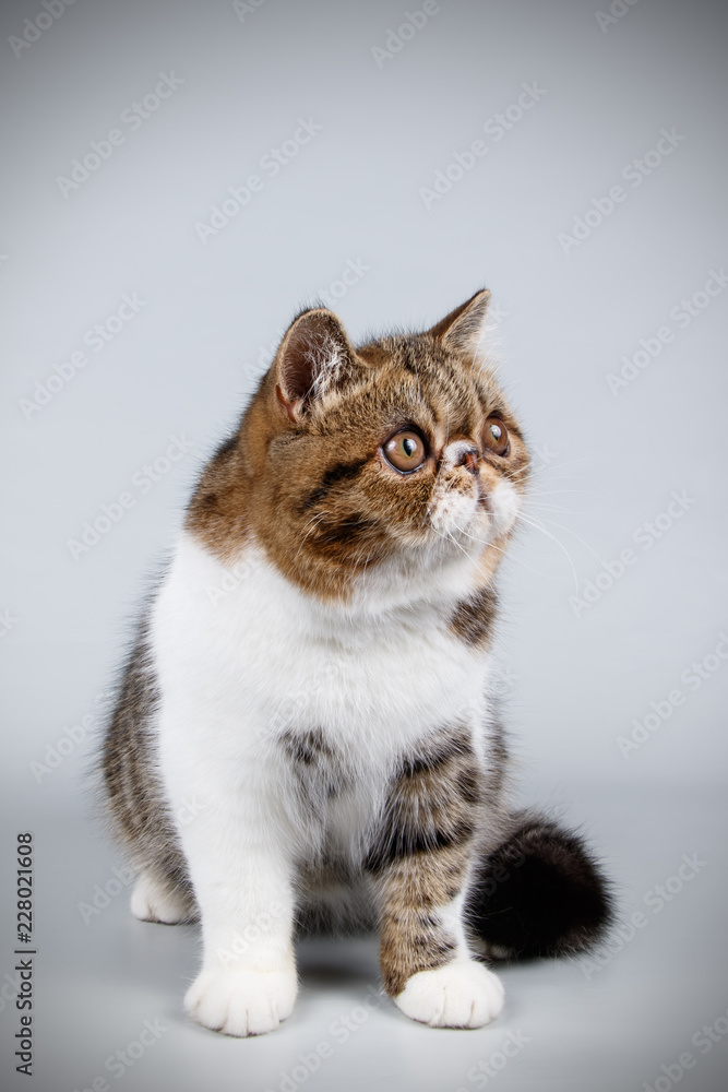 Exotic cat on colored backgrounds