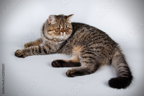 Exotic cat on colored backgrounds