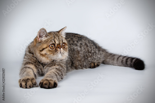 Exotic cat on colored backgrounds