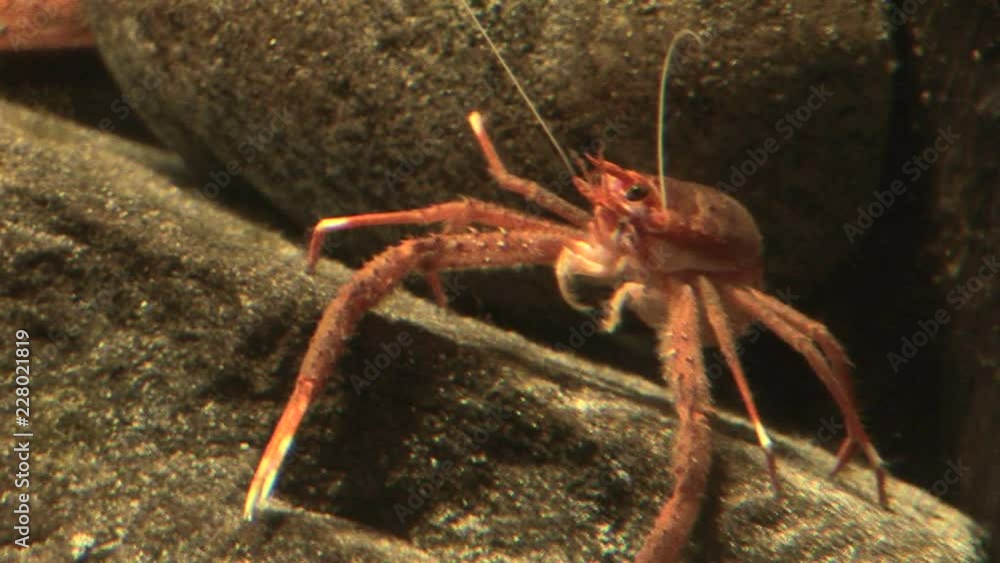 Marine life - Crabs in the aquatic environment - Video high definition - Real time Marine life - Crabs in the aquatic environment - Video high definition - Real time