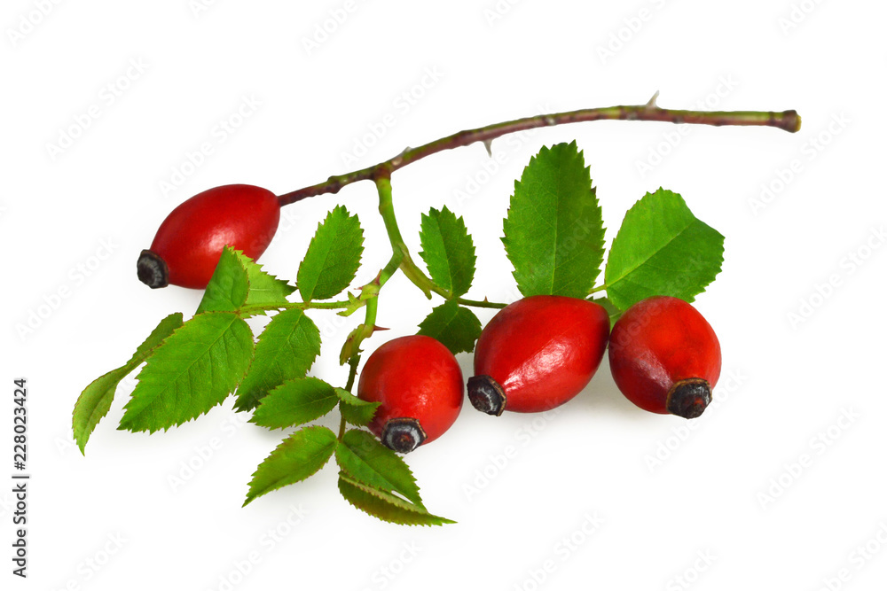 Fotografie Dog rose isolated on white background