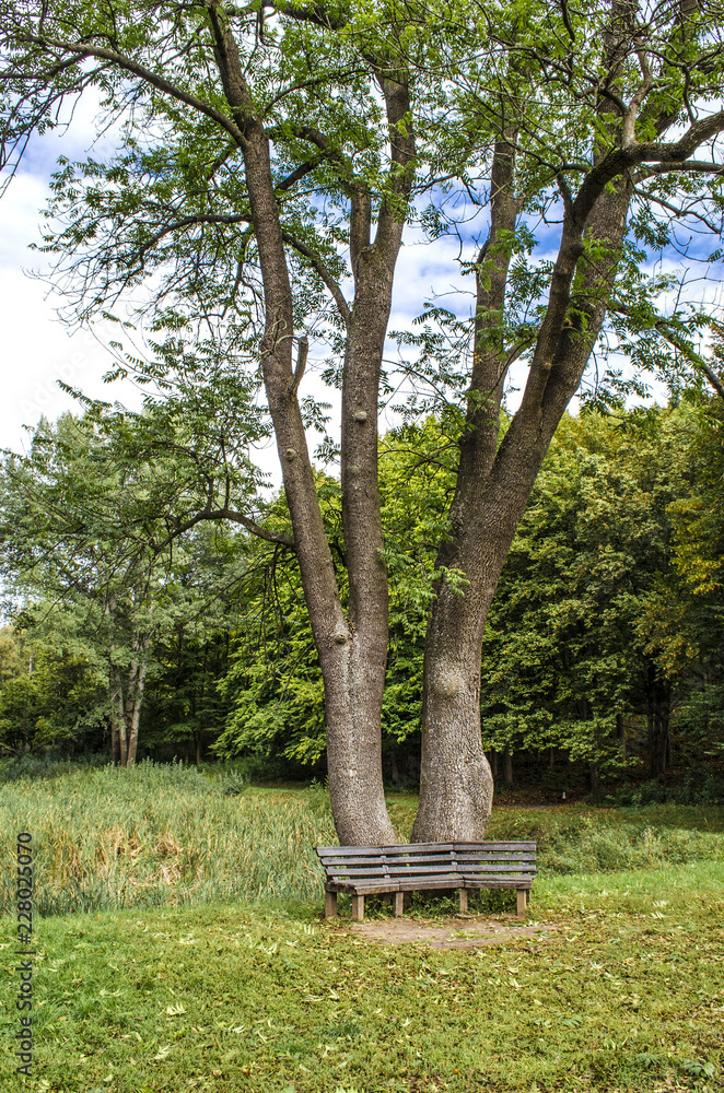 bench in the park by the tree bench in the park by the tree