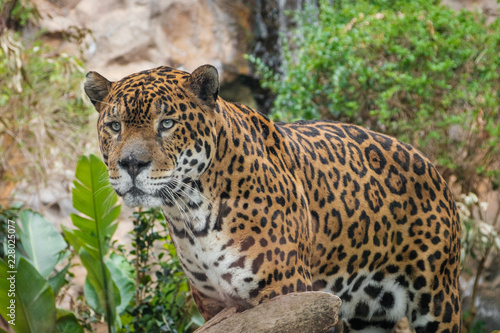 Fototapeta Naklejka Na Ścianę i Meble -  panther / jaguar closeup - (Panthera Onca) -