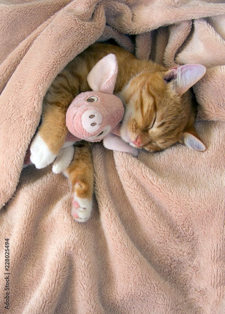 red cat lies resting with a pink soft toy pig 