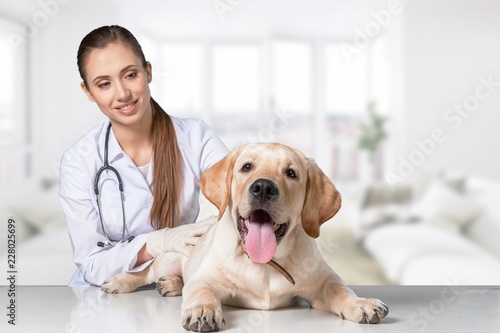 Beautiful young veterinarian with a dog on © BillionPhotos.com