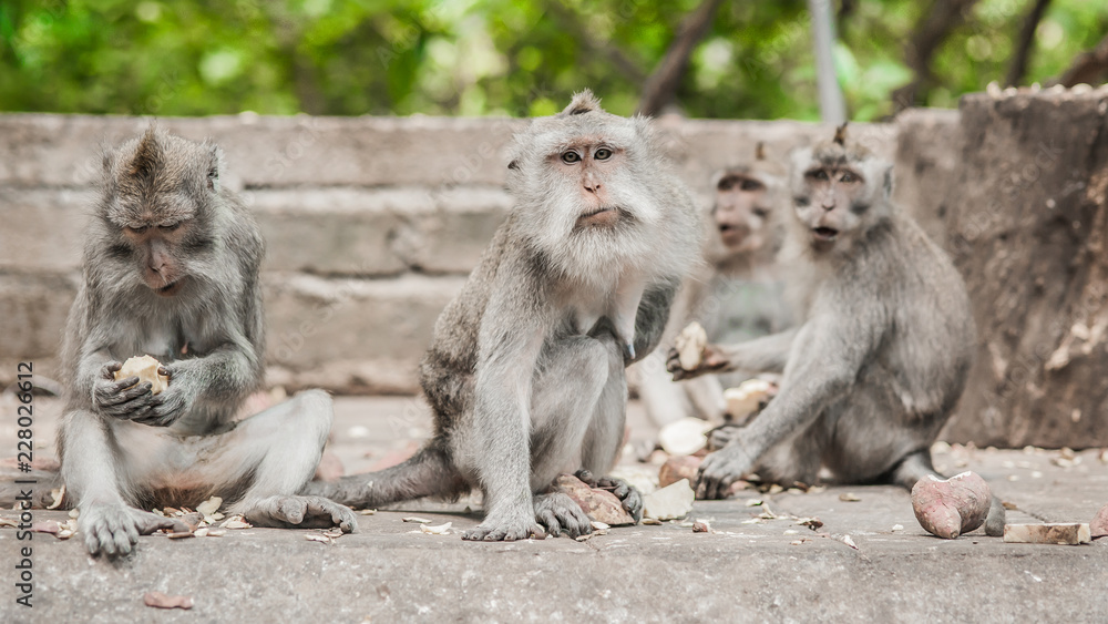 Photo of monkey family eating fruits in secret monkey forest Photo of monkey family eating fruits in secret monkey forest