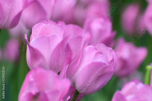 pink tulips © Claude