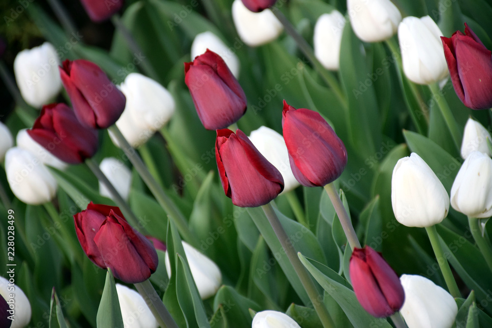 Fototapeta premium bouquet of tulips
