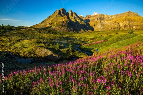 A hiker sitting down next to a meadow of fireweed taking in the mountain view near a creek 
