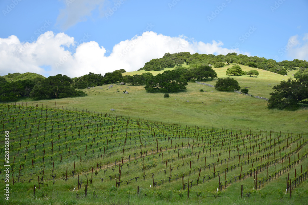 Vineyards in Napa Valley in the spring.
