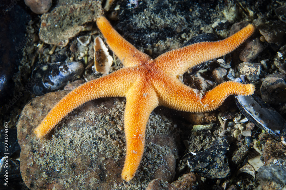 Blood Sea Star underwater in the St. Lawrence Estuary Blood Sea Star underwater in the St. Lawrence Estuary