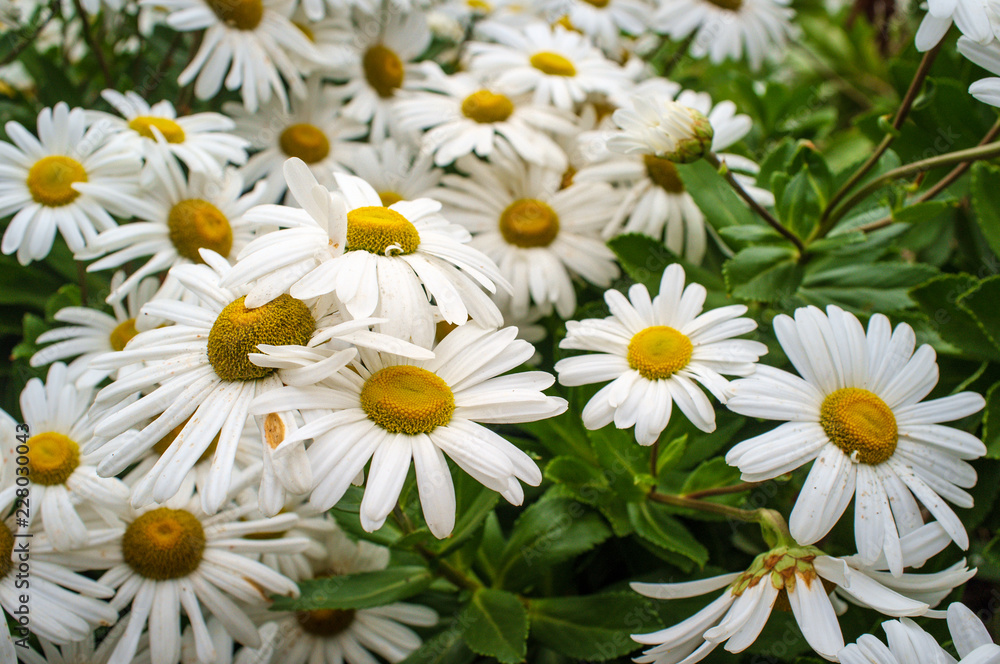 Annual Daisy Fleabane Flowers Annual Daisy Fleabane Flowers