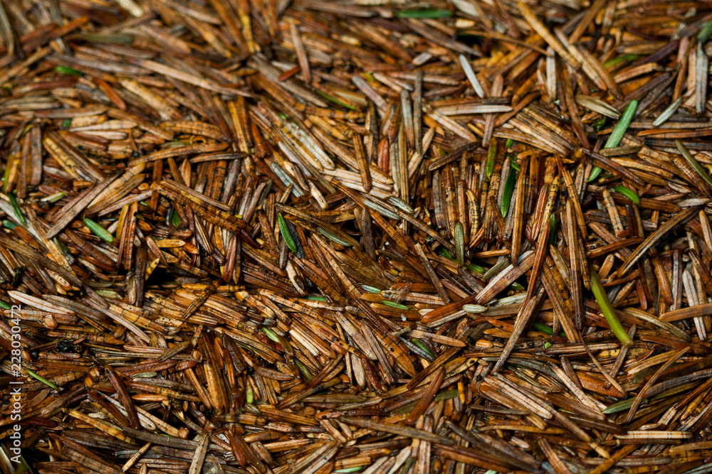 Fir Needles Fir Needles