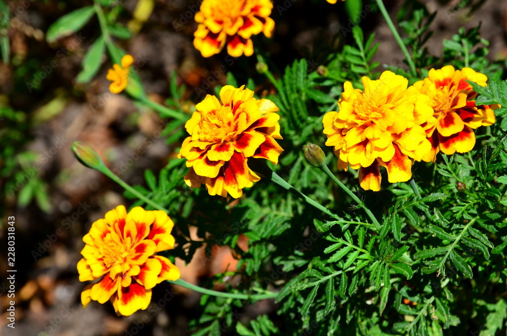 Bright orange flowers are marigolds in early autumn. Bright orange flowers are marigolds in early autumn.