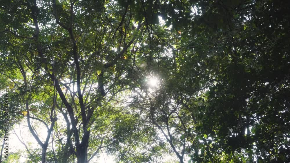 Sun shines through the tropical deep forest in Thailand Sun shines through the tropical deep forest in Thailand