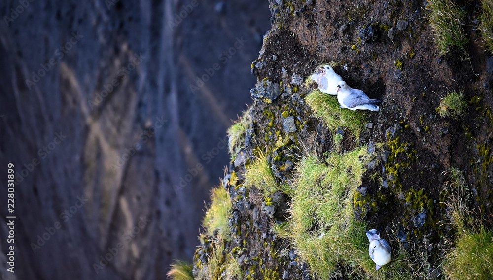 Naklejka premium Angry seagulls protecting their nests on a cliff in southern Iceland
