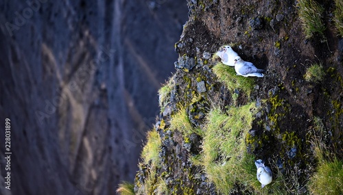 Angry seagulls protecting their nests on a cliff in southern Iceland