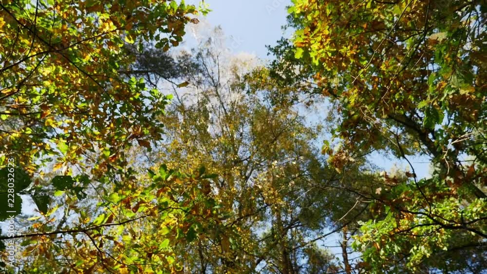 sun shines through the tree branches. Sunny day in the forest. soft focus sun shines through the tree branches. Sunny day in the forest. soft focus