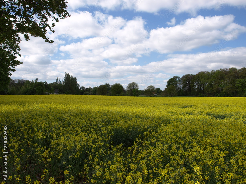 Blühendes Rapsfeld