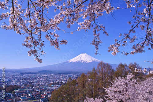 新倉山ハイキングコースから見る満開の桜と富士山 