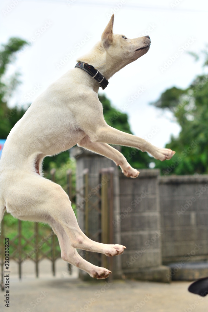 びっくりして飛んだ犬 Stock Photo Adobe Stock
