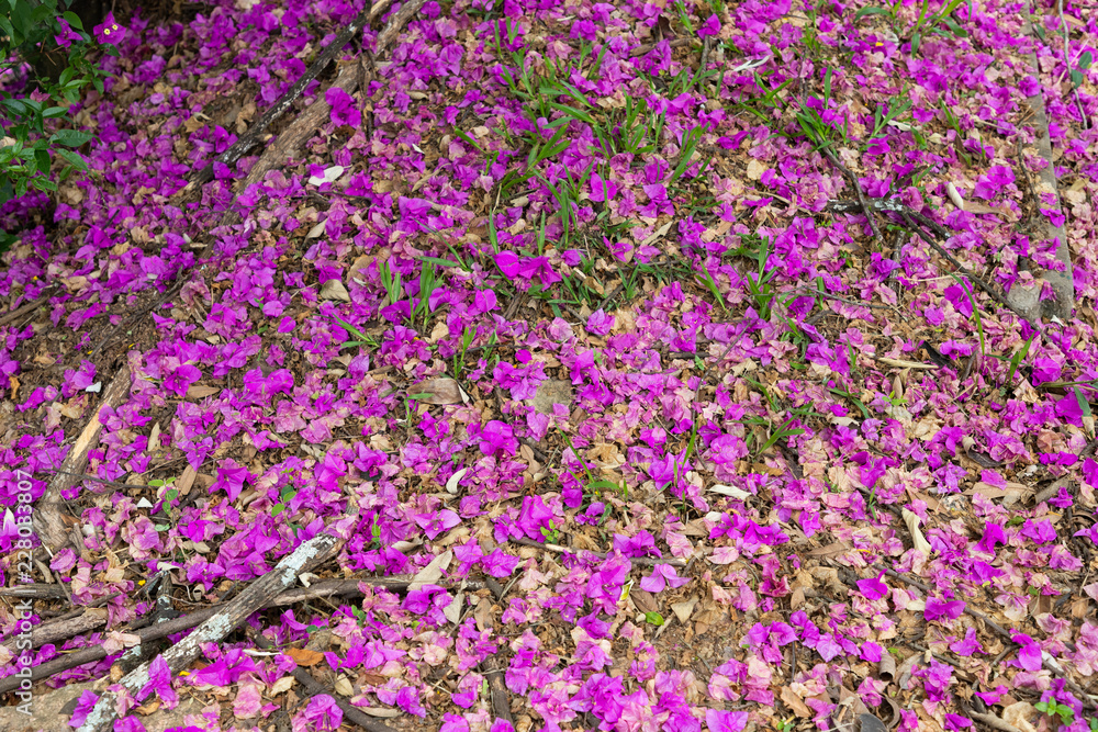 primavera côr-de-rosa
