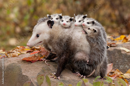 Tablou pe pânză Virginia Opossum mother and young Tekiela