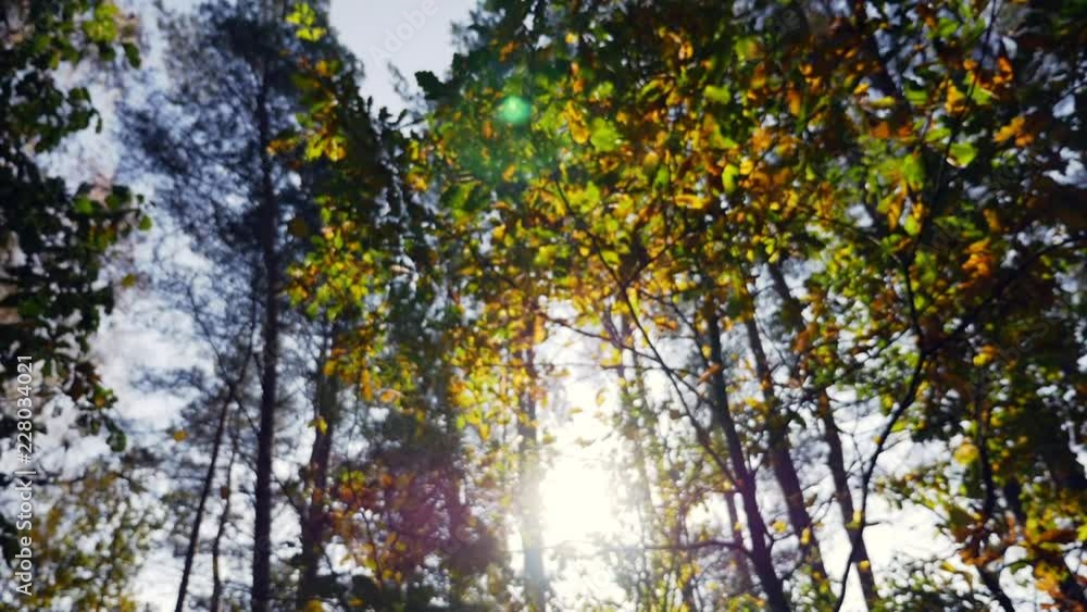 Beauty of the forest on a sunny day. Sun shines through the trees in the forest. Beauty of the forest on a sunny day. Sun shines through the trees in the forest.