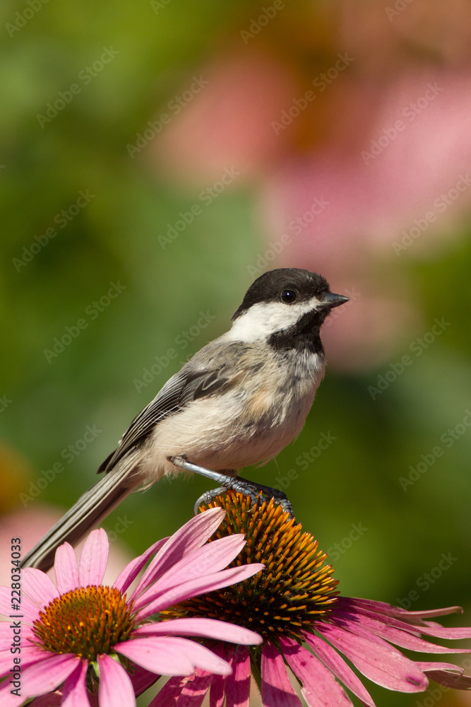 Black-capped Chickadee taken in southern MN Black-capped Chickadee taken in southern MN