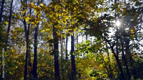 Wallpaper Mural Autumn trees in the morning forest. Nature in good weather. Torontodigital.ca