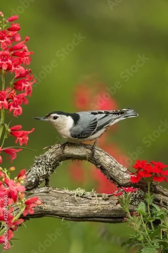 White-breasted Nutchatch taken in central MN photo