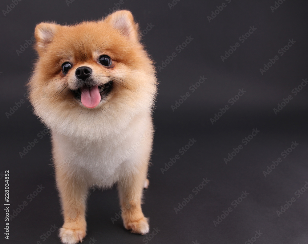Pomeranian dog with a black background. Pomeranian dog with a black background.