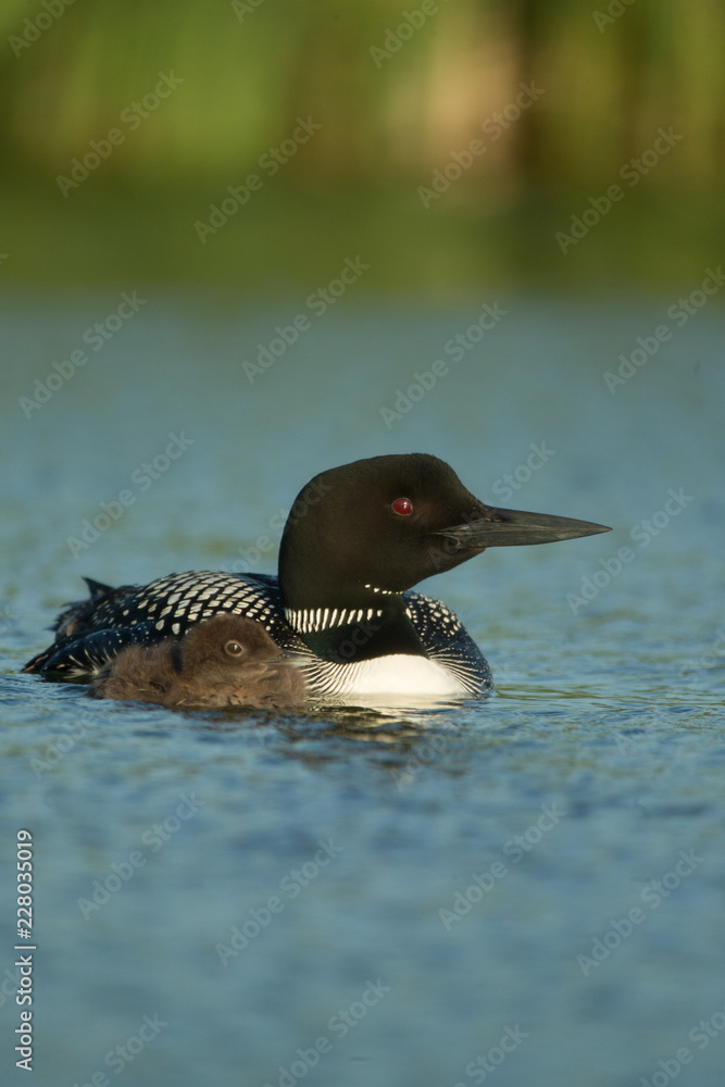 Common Loon adult and chick Tekiela