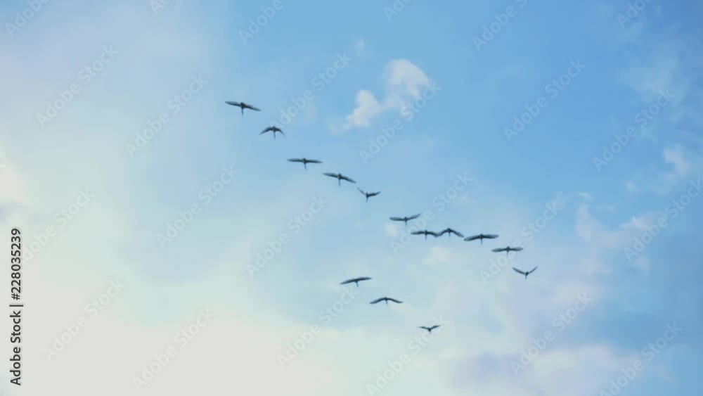 A flock of birds flies across the blue sky on sunny bright day. Animals in wild nature. A flock of birds flies across the blue sky on sunny bright day. Animals in wild nature.