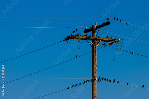 Crows on a power line pole