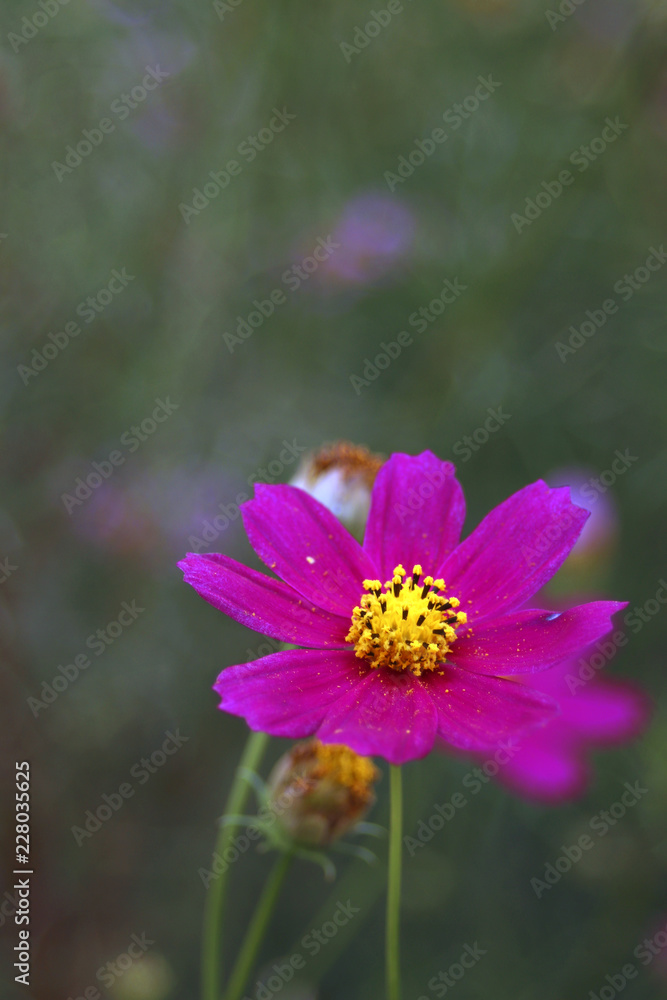 Obraz premium ピンクのコスモス