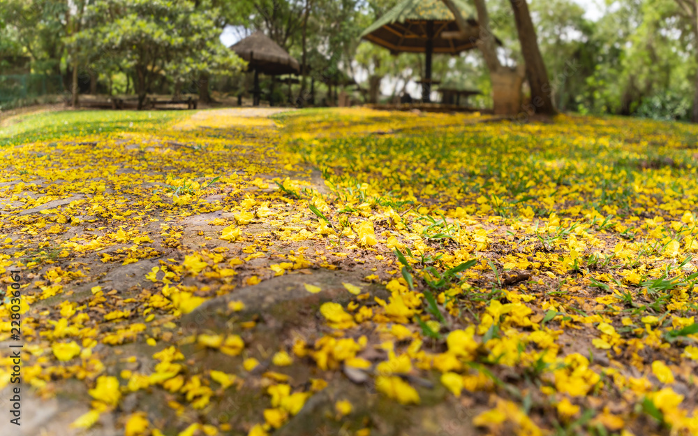 Obraz premium flores amarelas