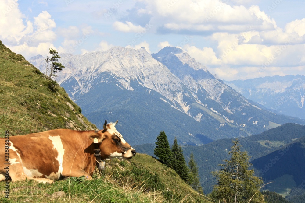 Cow lying on the mountain side