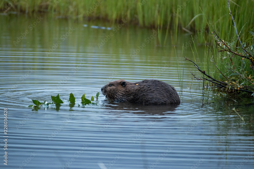 American Beaver eating taken in northern Alaska American Beaver eating taken in northern Alaska